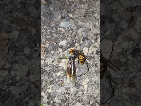 장수말벌의 왕사마귀 사냥 オオカマキリを狩るオオスズメバチ Asian Giant Hornet preys on a Praying Mantis #사마귀 #말벌 #カマキリ #スズメバチ
