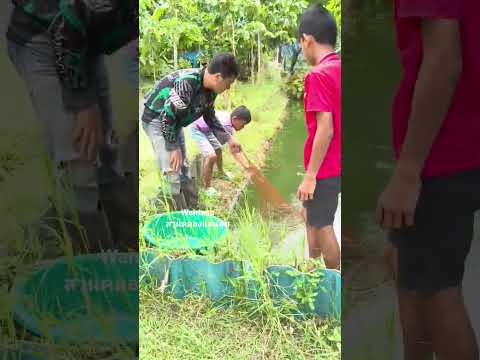 เกษตรกรรมทำให้เรามีความมั่นคง #คลองไส้ไก่ #automobile #เกษตรผสมผสาน #canal #nature #garden