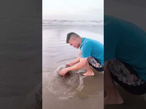 Người Cha Thông Minh Tìm Ra Giải Pháp Để Không Phải Đi Biển Mỗi Ngày #funny