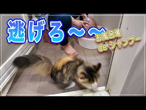 【カノンちゃん】プロが短足猫を自宅で洗ってみた | ウネウネ逃げる猫の洗い方 | 短足猫が尊い【ミヌエット】