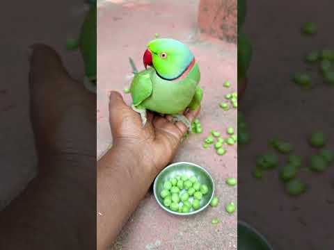 amazing talking parrot mithu 💚🦜 #petbird #talkingparot #parrot #funny #nonstoptalkingparrot