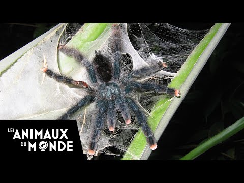 La société des araignées - Guyane Française, les Anelosimus (cousines des veuves noires)