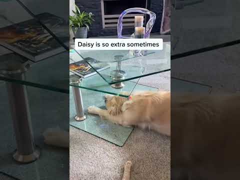 cute dog videos funny and cute #cute #dog #love #funny #fypシ #shorts