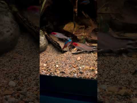 Just a small fish in a big, big world 🥰 #shorts