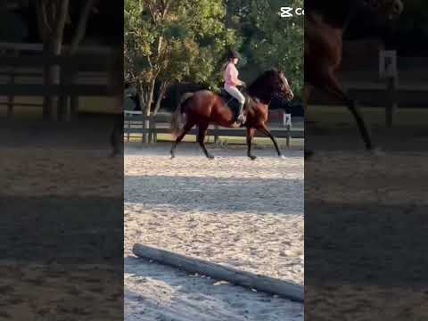 Counter canter!! #horse #equestrianjourney #horseenthusiast #equestrian