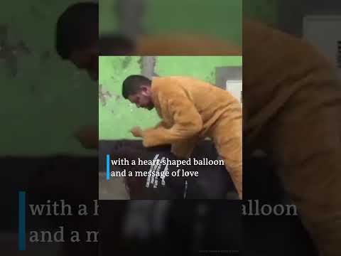 Teddy bear drug bust in Peru | DW News
