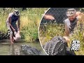 Heart-Stopping Moment: Man narrowly avoids alligator's bite, video goes viral