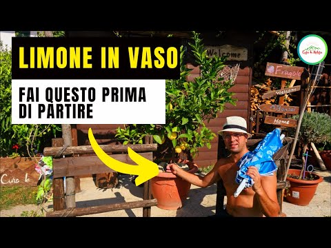 Limone In Vaso - NON ABBANDONARLO