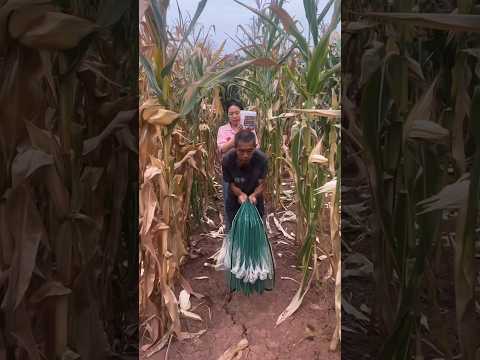 Don’t Mess With the Fish Thief🤯 The Rotten Corn Trick Backfires Big Time 😂🐟🔥
