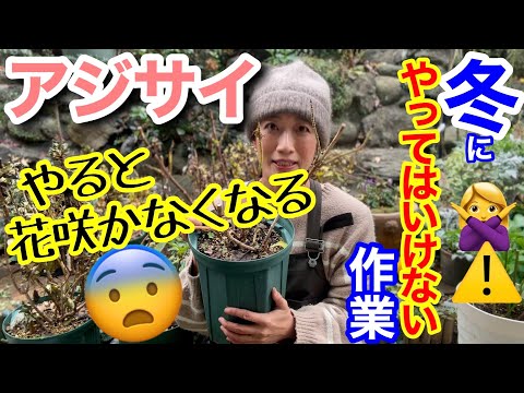 【アジサイ紫陽花】冬にやるとNGな作業3選🙅‍♀️/ 冬にやると、今年の花はもう咲かない…要注意です⚠️/ 逆に、冬だからこそやるべき作業も紹介😊〇〇な株は、冬以外は植え替えできません【ガーデニング】