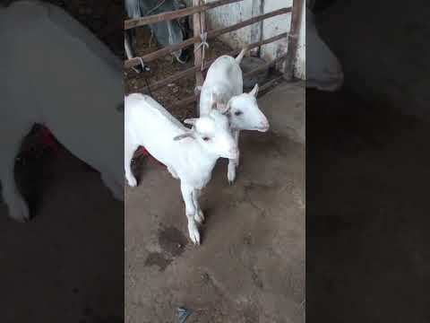tow cute byby #bakraeid 🐐