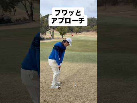 三浦技研SCウェッジでフワッとアプローチ #ゴルフ #ゴルフレッスン #ゴルフスイング #golf #shorts