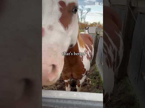 Way better #horse #equestrianjourney #horseenthusiast #stopanimalabuse #horsefan #equestrian