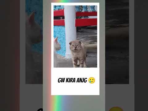 Kucing jenis apa ini ya? #kucing #videolucu #fyp