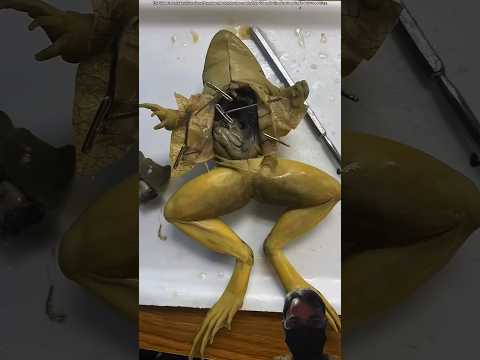 Why Always Frogs 🐸 #shorts #frog