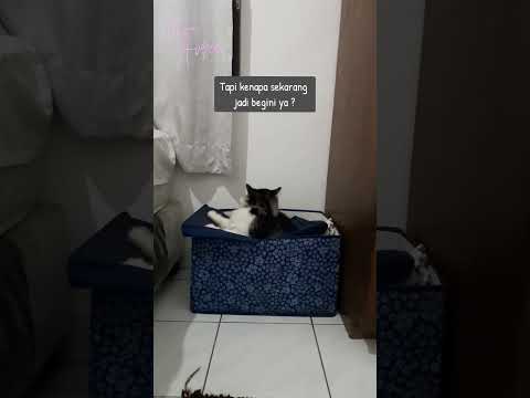 Tanya kenapa? 😂 #shorts #cat #funnycats #kucing #kucinglucu