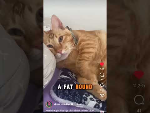 i wants cat #fat #cats #viral #fypシ゚viral #hits #funny #girl #cute #kawaii #lucu #wow #viralvideos