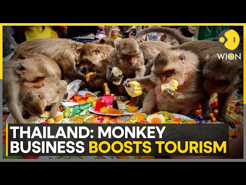 Thailand | From Mischief To Manners: Monkey's Dine In Style | Latest News | WION