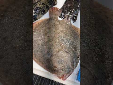 Turbot Fish/Benjie Gonzales tv
