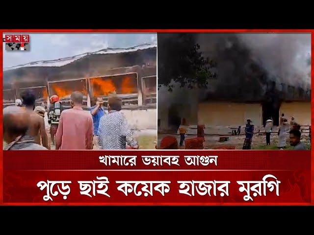 খামারে ভয়াবহ আগুন , পুড়ে ছাই  কয়েক হাজার মুরগি | Jessore News | Chicken Farm | Somoy TV