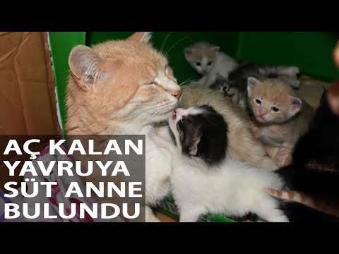Aç Kalan Yavruyu, Anne Kediye Vefa Sosyal Destek Ekibi Götürdü