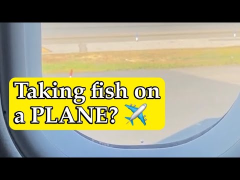 Taking FISH on a PLANE! Hi everyone! I flew from NYC to Southern California with ALL my Fish. Will be posting here more freq
