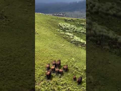 #nature #wildlife#elephant  #beauty #travel#animals #youtubeshorts