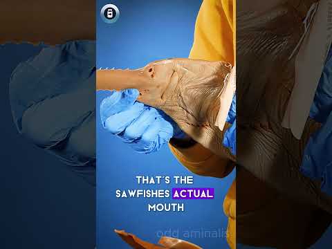 Sawfish Saw - What part of the fish is this? Teeth maybe? Something else? #animals #science