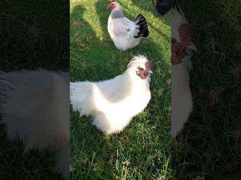 New Zealand 🇳🇿 Sunday at the park #cat #catlover #catvideos #cats #chicken