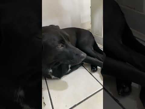 #cachorros #perros #cachorrosdivertidos #mascotas #cachorro