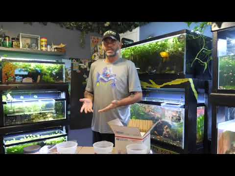 How to ship fish Guppies the right way !  Guppybea shipping guppy's, shrimp, and plants from my aquarium with Guppybeast