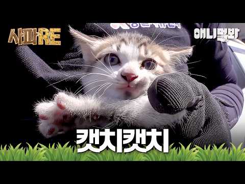 [사파RE] 땅~따라땅땅땅~ 내 맘까지 캣치해버린 고냥이😻 #동물농장 #animalfarm