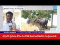 అంతుపట్టని వ్యాధి.. | Cattles Deaths In East Godavari | Ground Report | @SakshiTV  - 05:05 min - News - Video