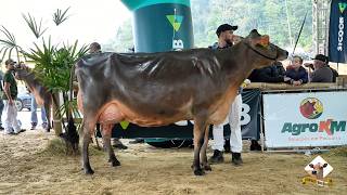 Feagro 2026 Destaca a Qualidade da Raça Jersey