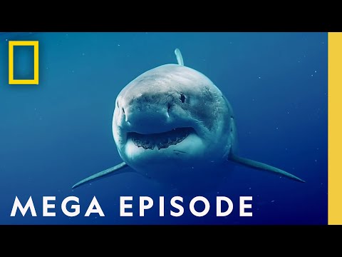 World’s Most Dangerous Sharks MEGA EPISODE – Top 5 Full Episodes | Sharkfest