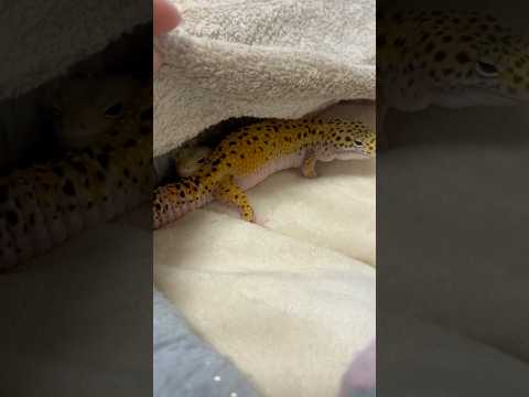 ケージの掃除中に仲良く待ってる3姉妹💗 #爬虫類のいる生活 #レオパードゲッコー #reptiles