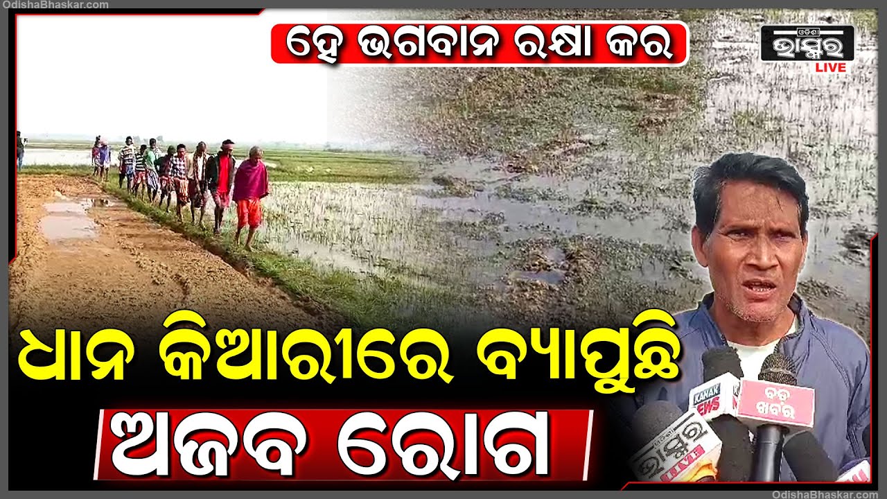 ବାତ୍ୟା ଦାନା ପରଠାରୁ ସରୁନାହିଁ ଚାଷୀଙ୍କ ଦୁଃଖ, ବାତ୍ୟା ପରେ ଧାନ ବିଲରେ ଦେଖା ଯାଉଛି ଅଜବ ରୋଗ, ଜଳି ଯାଉଛି ଧାନ ଗଛ