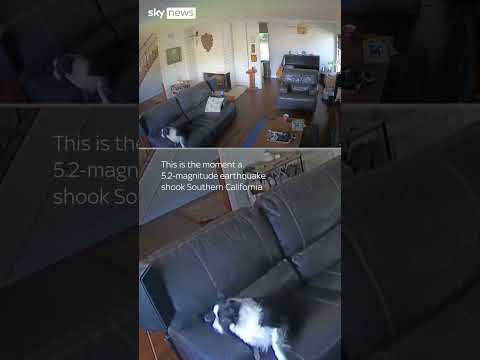 California earthquake confuses pets #shorts #usa