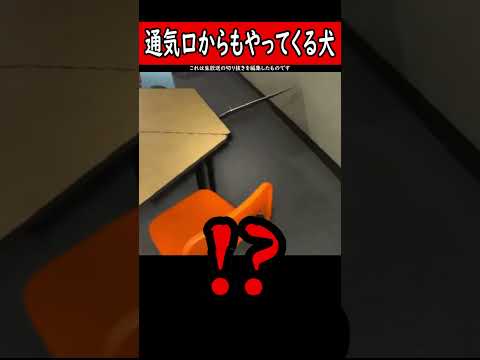 通気口を這いずり回る可愛い犬 #shorts