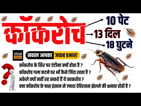 10 पेट, 13 दिल और 18 घुटने वाले कॉकरोच की रोचक कहानी | Interesting facts about cockroach Study91