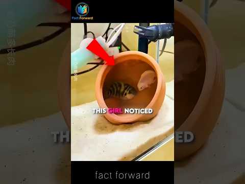Cutest <strong>Fish</strong> Parents! 🐠🥺
