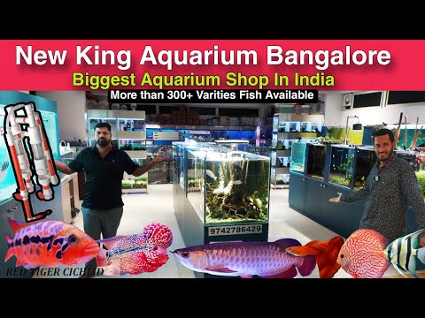 New king aquarium Fish Shop Full tour With fish Pr Contact 
9742786429

Chapters 
0_00 - New king Aquarium
1_43- Owner Introduction 
2 :50- Cichlids , 