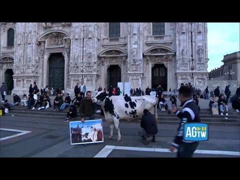 Una mucca munta al Duomo di Milano, continua la protesta degli agricoltori