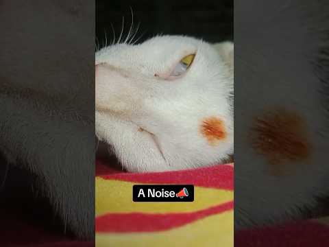 Cat Notice I'm Opening A Packet 🤔See Ending 😸#cat #catfunny #funny #catvideos #pets