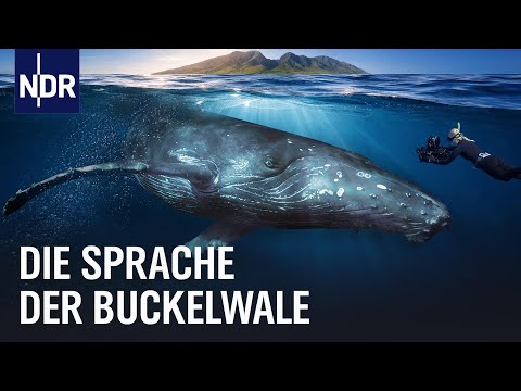 Unter Buckelwalen: Auf den Spuren ihrer Sprache | NDR Doku