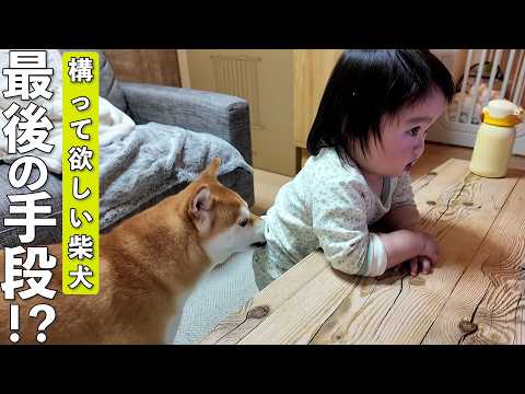 テレビに夢中な1歳児にかまって欲しい柴犬の行動が可愛すぎましたwww