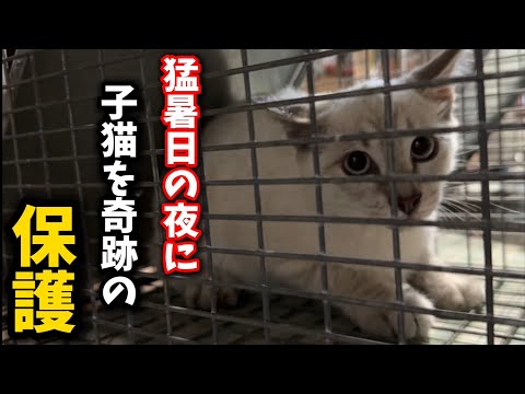 猫の動画サムネイル - 猛暑の夜…難航した現場でまさかの奇跡が起きました