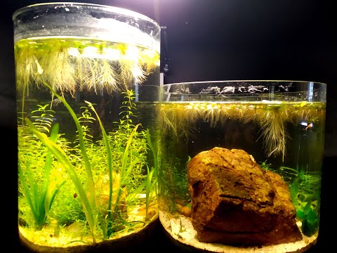 Update On Our Jarrariums June 2020 Its been about 8 months since we created our very first jarrariums. Most of the dwarf hair grass and