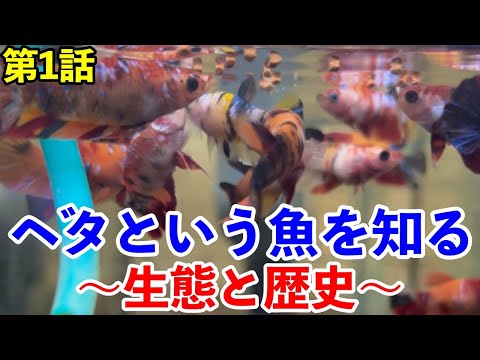 【アクアリウム】ベタという魚を知る 第1話 〜生態と歴史〜