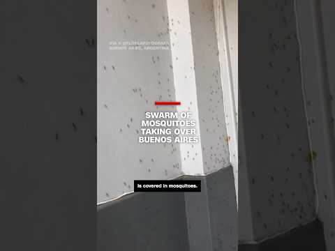 See the swarm of mosquitos taking over Buenos Aires